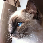 Miss Dolce Cleo